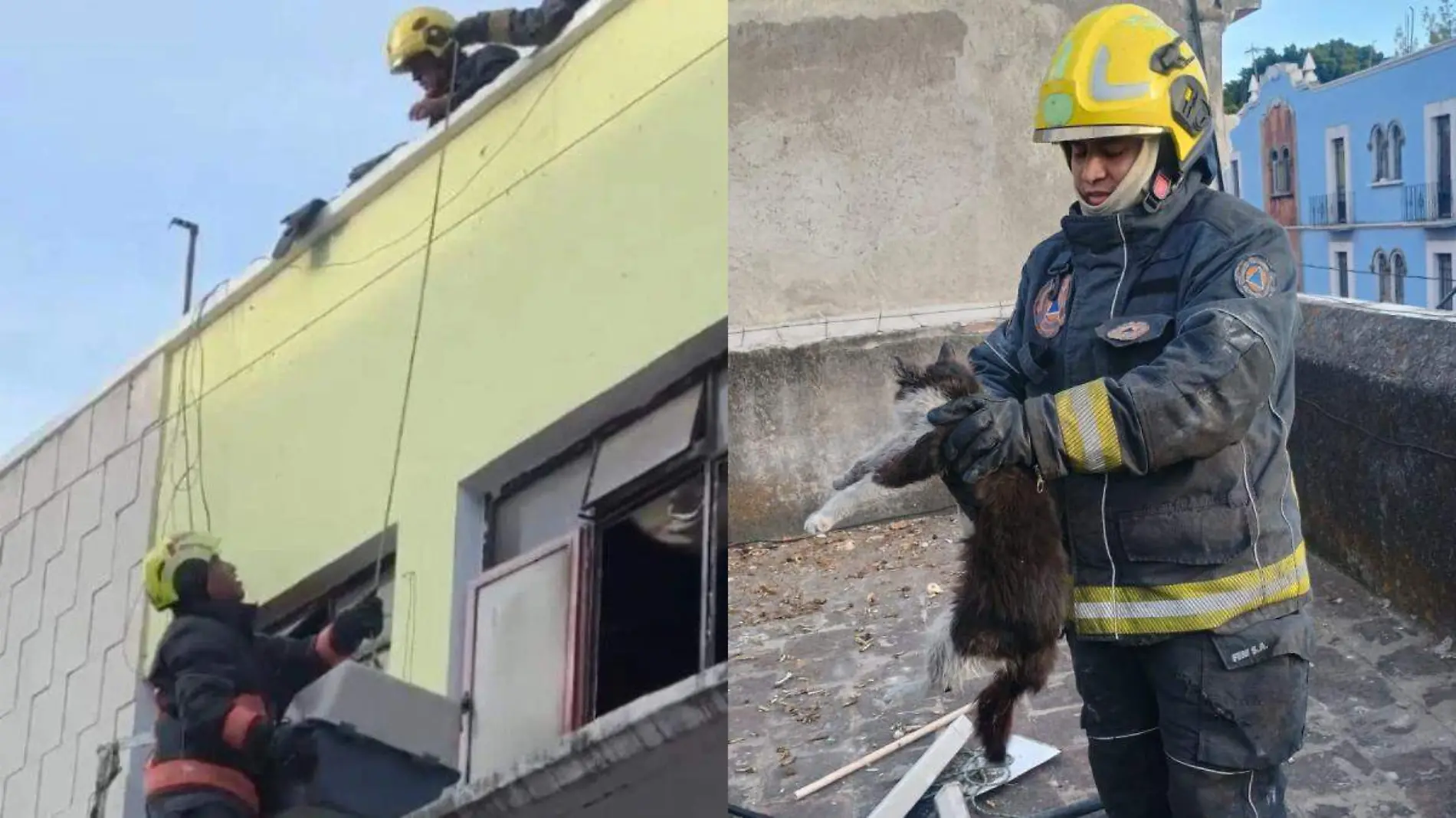 Gatitos fueron rescatados tras el incendio del departamento